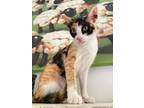 Adopt Rain **COURTESY POST** a Calico