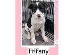 Adopt Tiffany a Border Collie, Hound