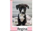 Adopt Regina a Border Collie, Hound