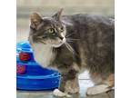 Adopt Burgandy a Domestic Short Hair