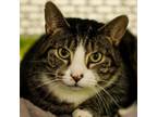 Adopt Green a Domestic Short Hair