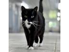 Adopt Maroon a Domestic Short Hair