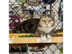 Adopt Chartreuse a Domestic Short Hair