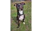 Adopt Spring a Staffordshire Bull Terrier, Mixed Breed