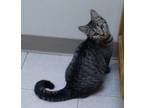 Adopt Jaimie (bonded with Lars) a Domestic Short Hair