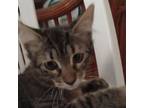 Adopt Ginna a Domestic Short Hair