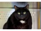 Adopt Macaroni a Domestic Short Hair