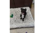 Adopt Stormy a Pit Bull Terrier