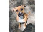 Adopt Morgan a Boxer, Mixed Breed