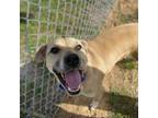 Adopt Betty/Bailey a Pit Bull Terrier