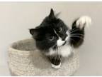 Adopt Celine a Domestic Long Hair