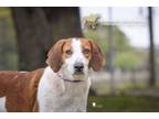 Adopt 72201A Madame Butterfly a Hound, Mixed Breed