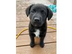 Adopt Weems a Mixed Breed