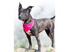 Adopt Lucy (Dixie) a Pit Bull Terrier
