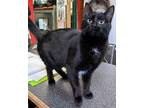 Adopt Prissy a Domestic Short Hair