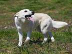 Adopt SALINA a Great Pyrenees, Anatolian Shepherd