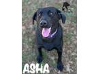Adopt Asha a Black Labrador Retriever