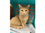 Adopt Apricot a Domestic Short Hair