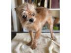 Adopt Sophie a Brussels Griffon