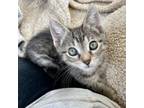 Adopt Wyatt a Tabby, Domestic Short Hair