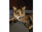 Adopt Bella a Domestic Short Hair