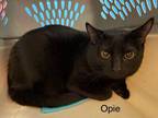 Adopt Opie a Domestic Long Hair