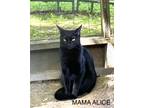 Adopt Mama Alice a Domestic Long Hair