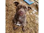 Adopt Swifty a Mixed Breed