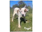 Adopt Nugget a Great Pyrenees, Pit Bull Terrier