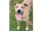 Adopt GOLDIE a Pit Bull Terrier, Mixed Breed