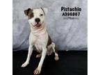 Adopt PISTACHIO a Pit Bull Terrier, Mixed Breed