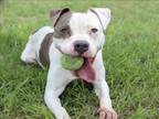 Adopt PISTACHIO a Pit Bull Terrier, Mixed Breed