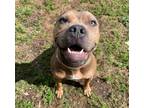 Adopt KENNEDY a Pit Bull Terrier