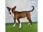 Adopt NIKKI a Pit Bull Terrier, Mixed Breed