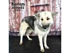 Adopt BLOSSOM a Siberian Husky, Mixed Breed