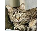 Adopt Fruits Basket a Domestic Short Hair