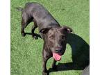 Adopt Annabeth - $75 Adoption Fee! Diamond Dog! a Labrador Retriever