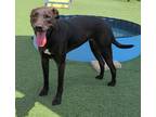 Adopt Annabeth a Labrador Retriever