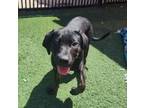 Adopt Emma - In Foster a Labrador Retriever, Plott Hound