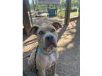 Adopt CHINA a Pit Bull Terrier, Mixed Breed