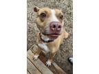 Adopt MOLLY a Pit Bull Terrier, Mixed Breed