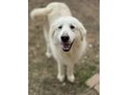 Adopt Cherry Blossom a Great Pyrenees, Mixed Breed