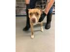 Adopt Alexis a Pit Bull Terrier, Mixed Breed