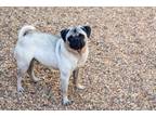 Adopt Penny a Pug