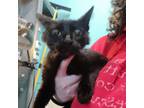 Adopt Salem a Domestic Short Hair