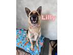 Adopt Lilly a German Shepherd Dog, Mixed Breed