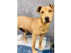 Adopt Sandy Sandia a Pit Bull Terrier, Mixed Breed