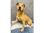 Adopt Sandy Sandia a Pit Bull Terrier, Mixed Breed