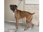 Adopt Cecilia a Boxer