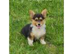 Pembroke Welsh Corgi Puppy for sale in Lake City, MN, USA